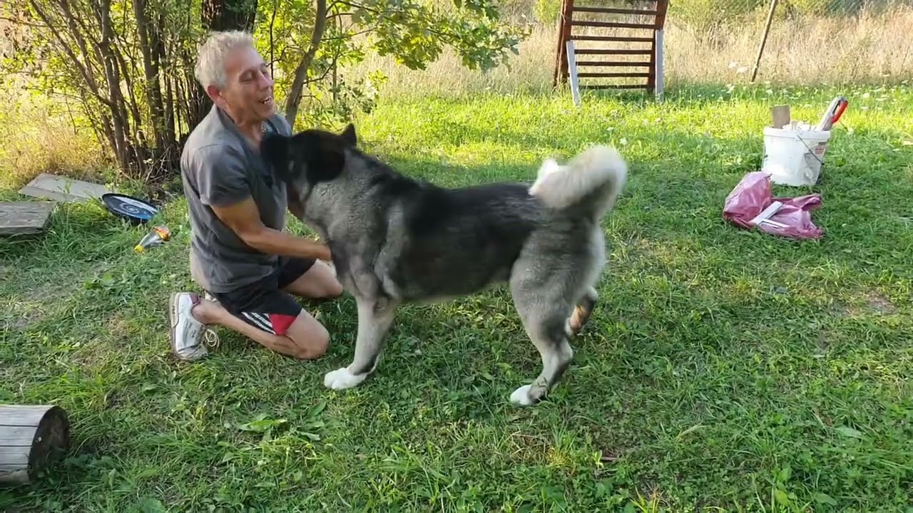 Gentle American Akita plays with my dad