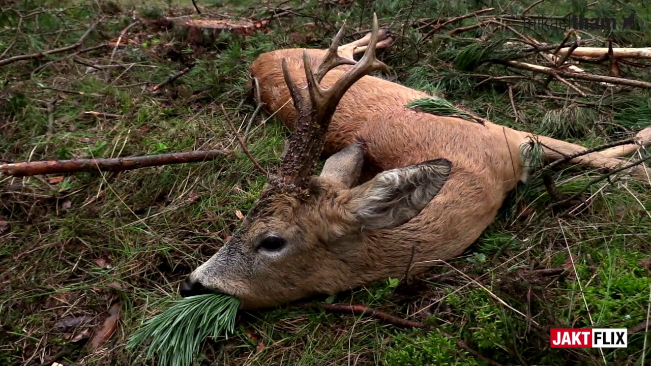 Calling Roebucks