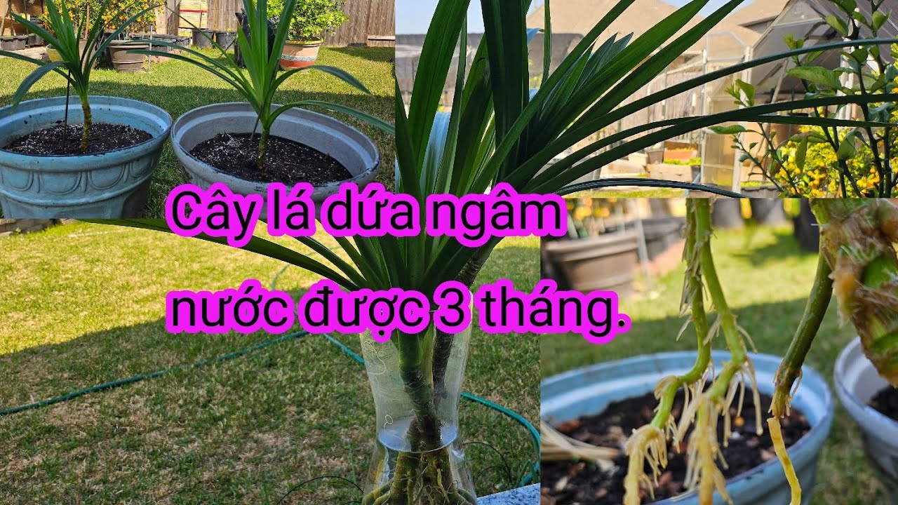 #661:Cách mà giữ cho cây lá dứa qua mùa đông bằng ngâm trong nước rất dễ dàng và thành công. 