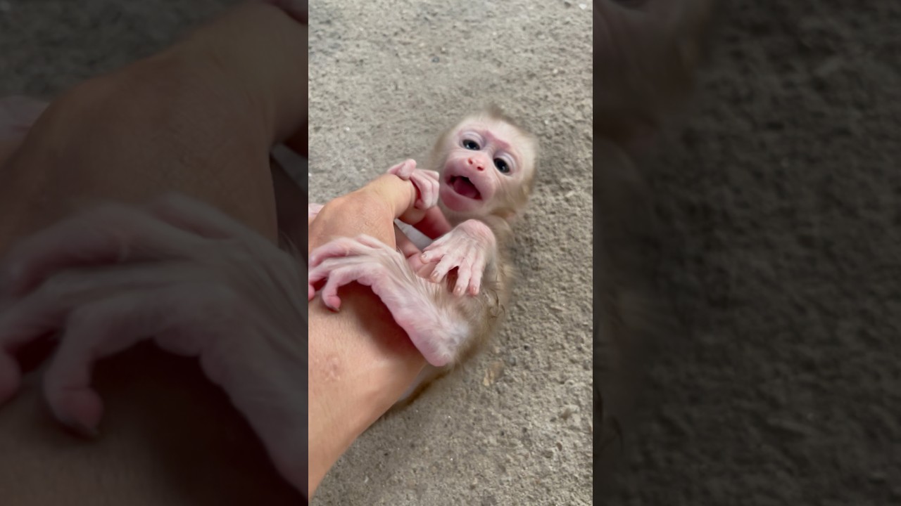 baby monkey angry with dad!😪🙂&zwj;&harr;️