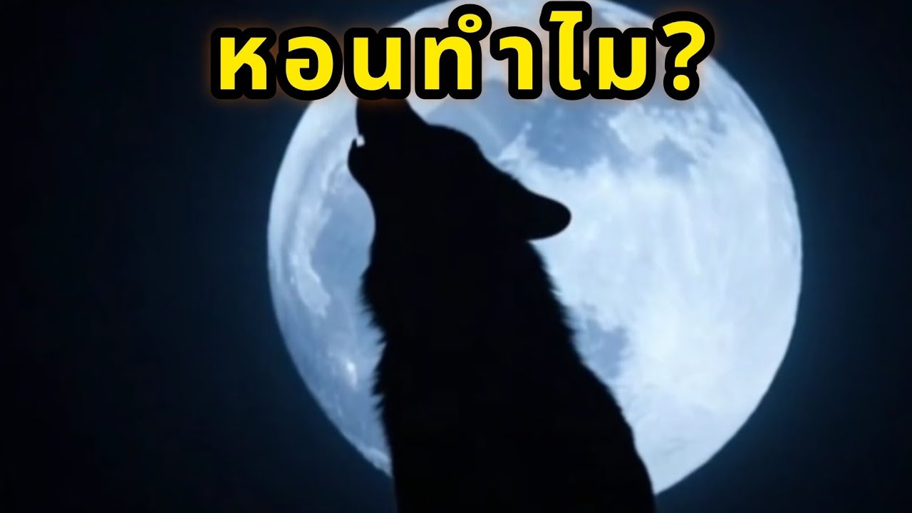 หมาป่าหอนทำไม? ความลับของเสียงหอนในป่ามืด