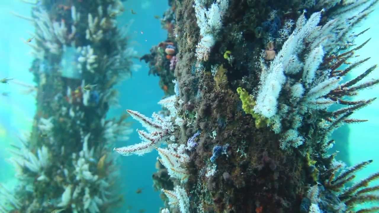 Busselton Jetty Underwater Observatory