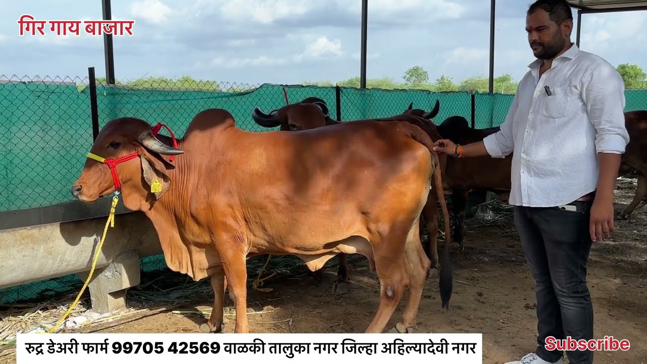 फक्त २०.००० रुपयात गिर गाय खूपच स्वस्त गिर गाय #गिरगाय #gircowprice#gir#cow#सफरबाजाराची