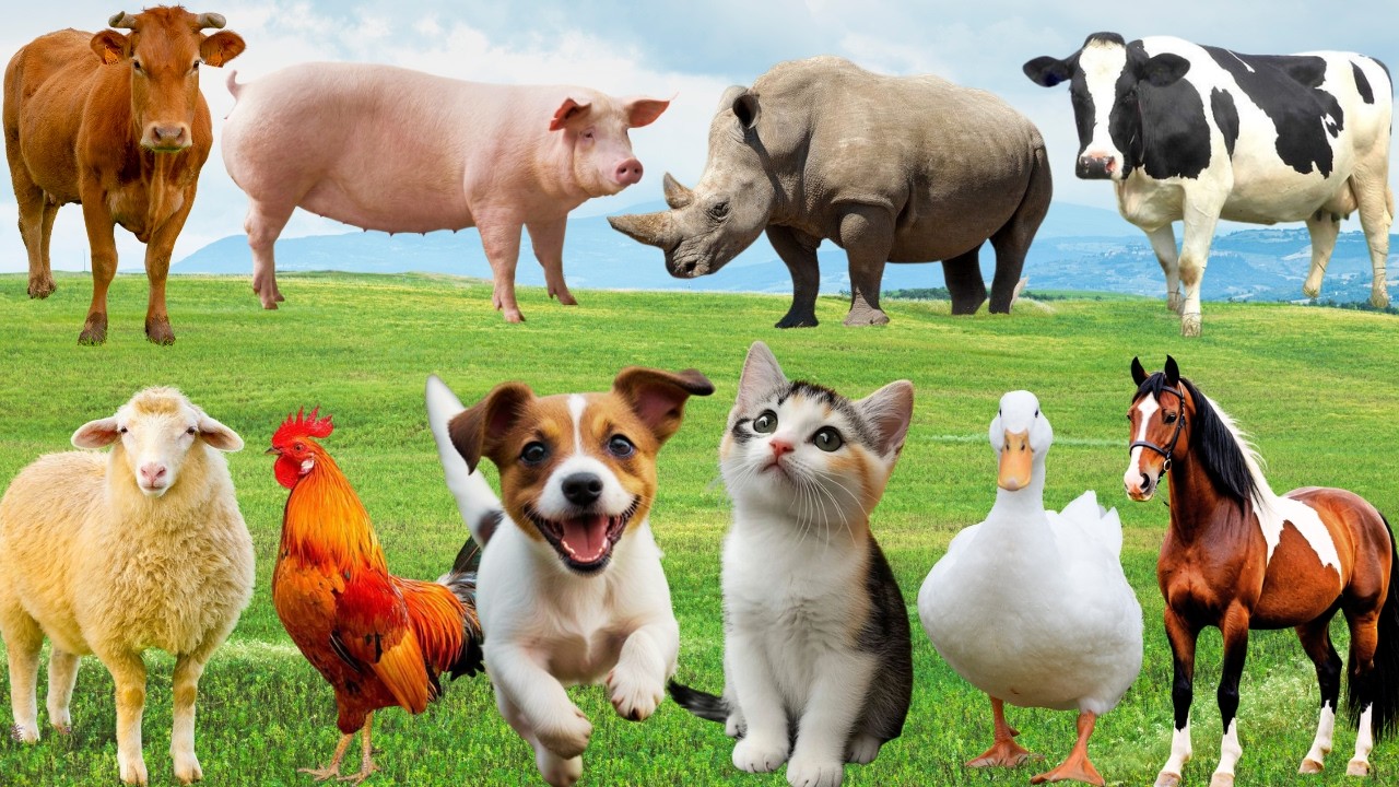 🌿 Đồng Qu&ecirc; Bỗng &ldquo;Lan Tỏa Giai Điệu &rdquo; &ndash; Ch&oacute;, M&egrave;o, Heo & B&ograve; H&ograve;a Nhịp Rộn R&agrave;ng | FarmAnimals 🐓🐄🐶🐱
