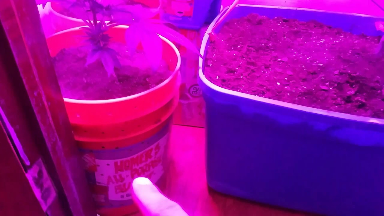 Kandy Kush DEFOLIATION! 🌿🌿🍃🍃