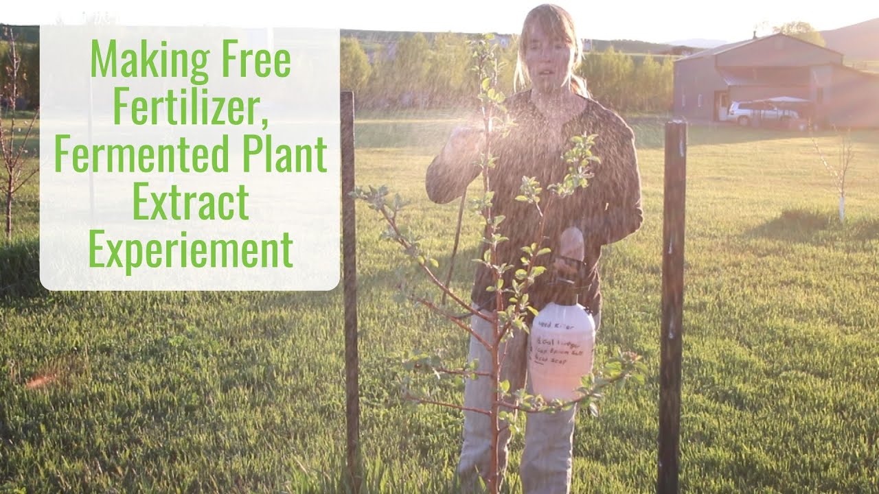 Making Free Fertilizer at Home, Fermented Plant Extract with Dandelions - Encouraging Healthy Plants