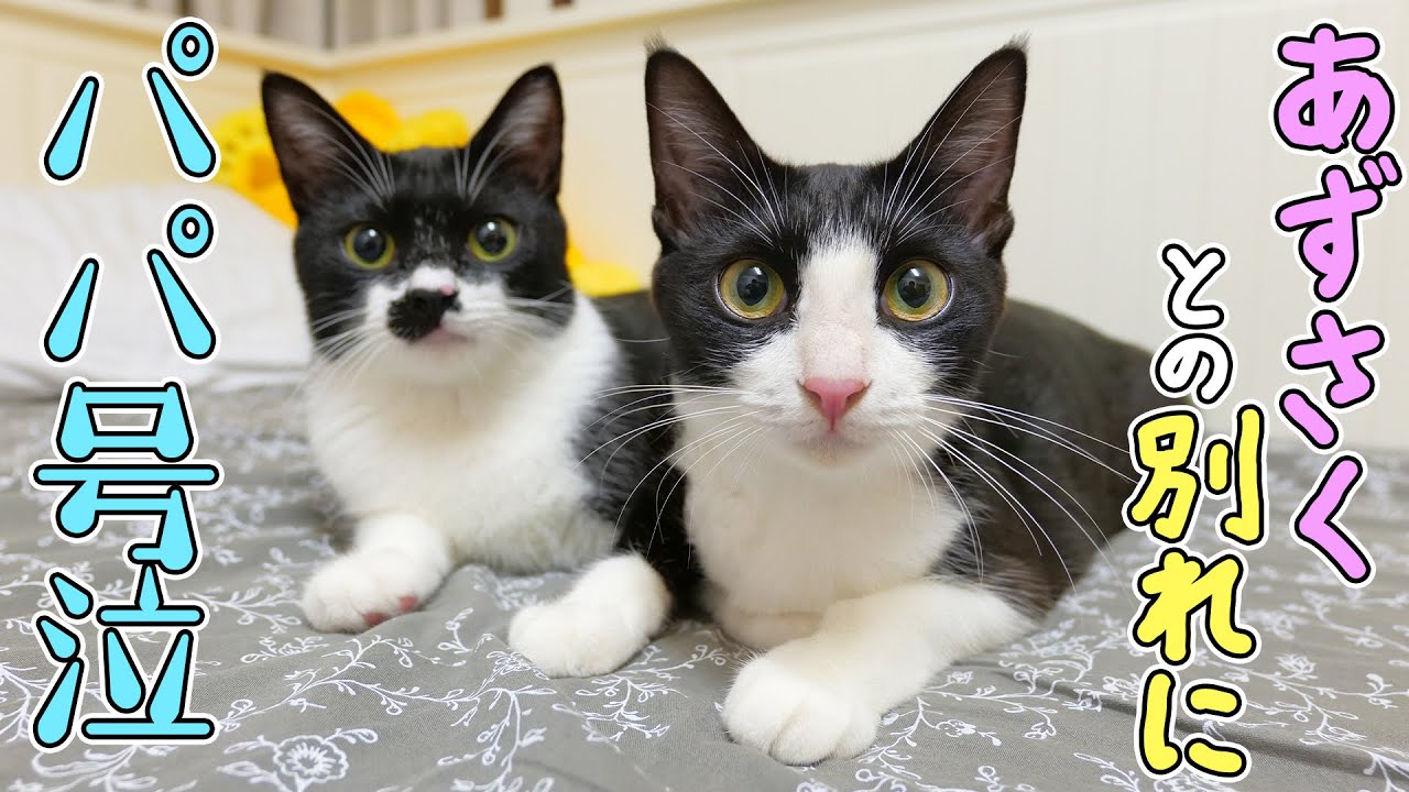保護猫あずき＆さくらを妻に託し、パパは泣きながら帰宅しました‥🐈🐈
