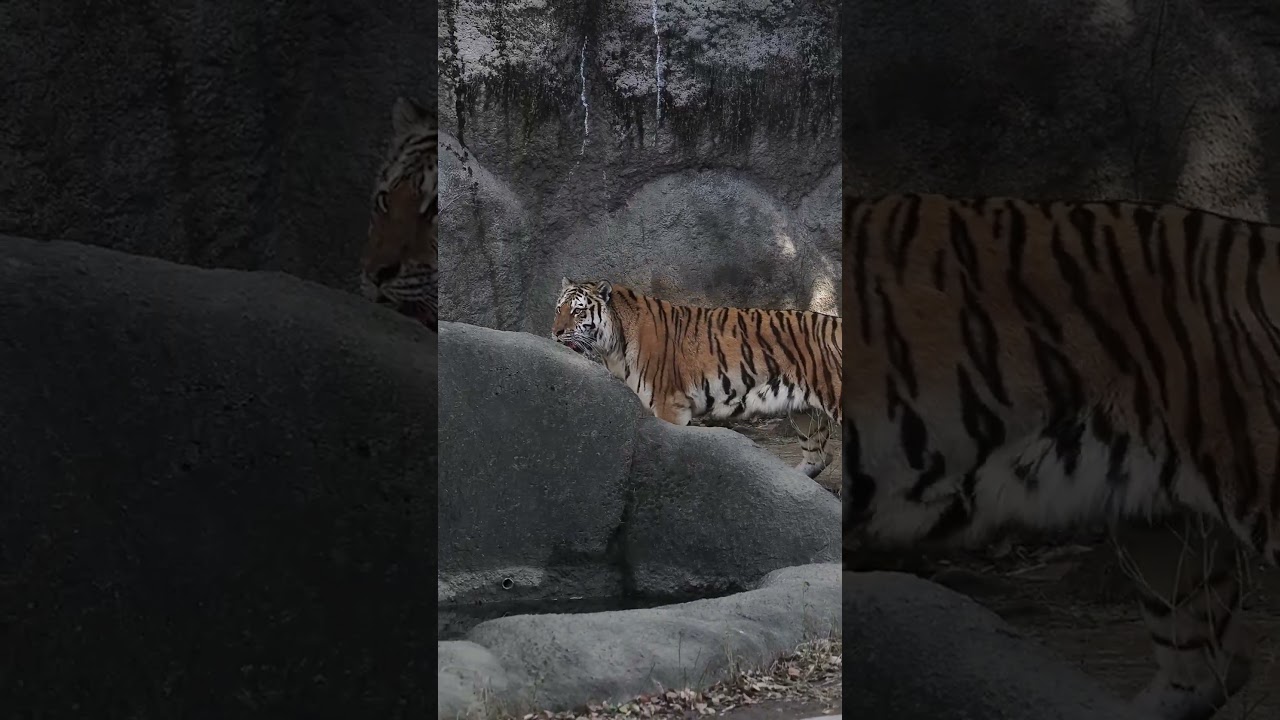 ソーンのイヤな予感【ローラ入場🤣】 #浜松市動物園 #のんほいパーク #アムールトラ #ソーン #ローラ