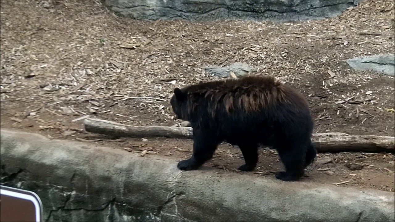 Sad And Depressed Zoo Animals