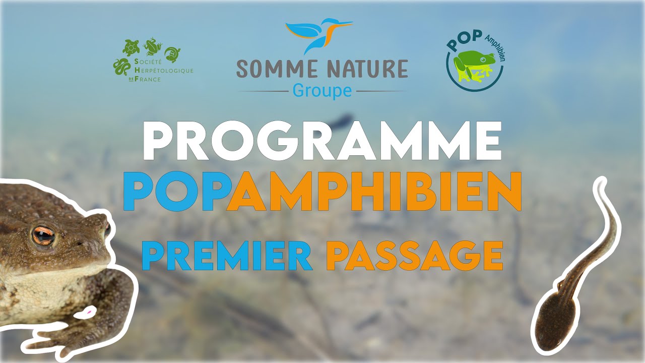 Programme PopAmphibien - Premier passage