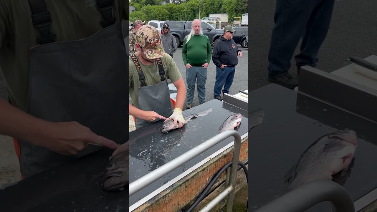 Tony Is The Fastest In The Business! #oregon #fishing #pnw #fillet #filleting #fast #superfast