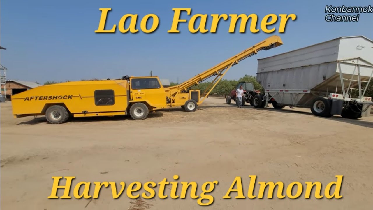 Lao Farmer harvesting 40 acres of Almonds. Lao family business in Fresno