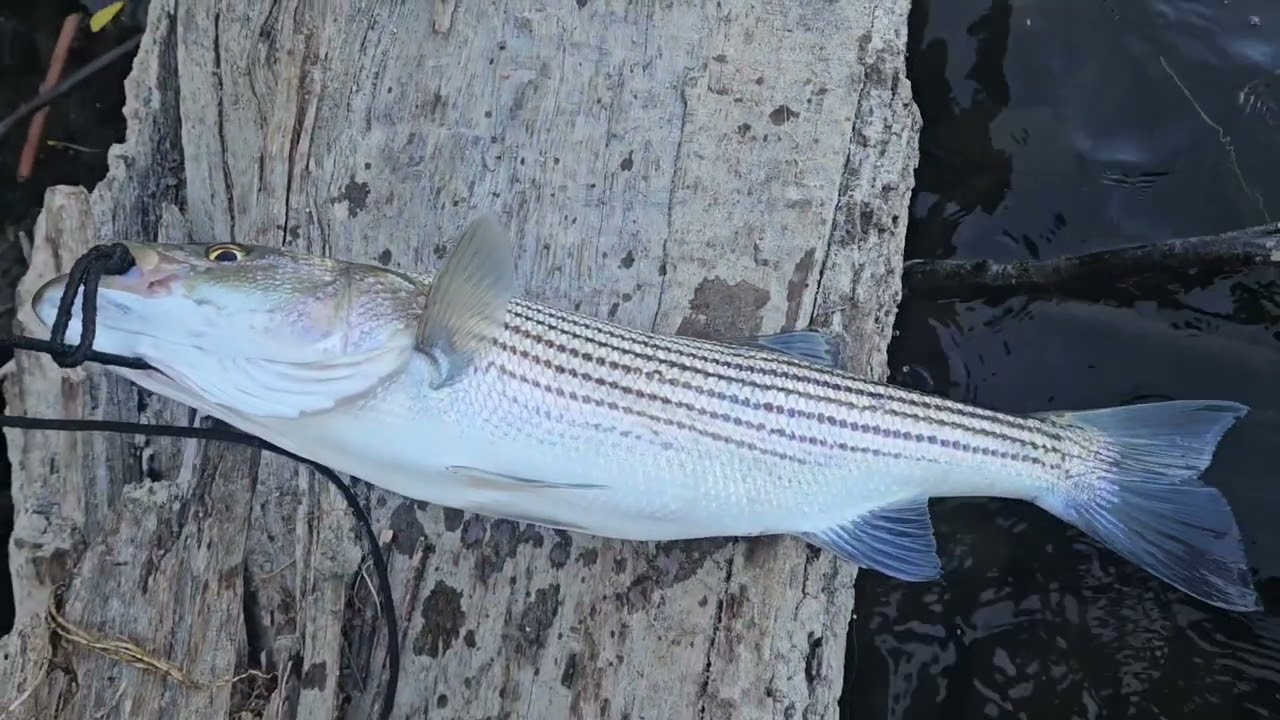 Striper & Salmon fishing with Joe in middle September 2025