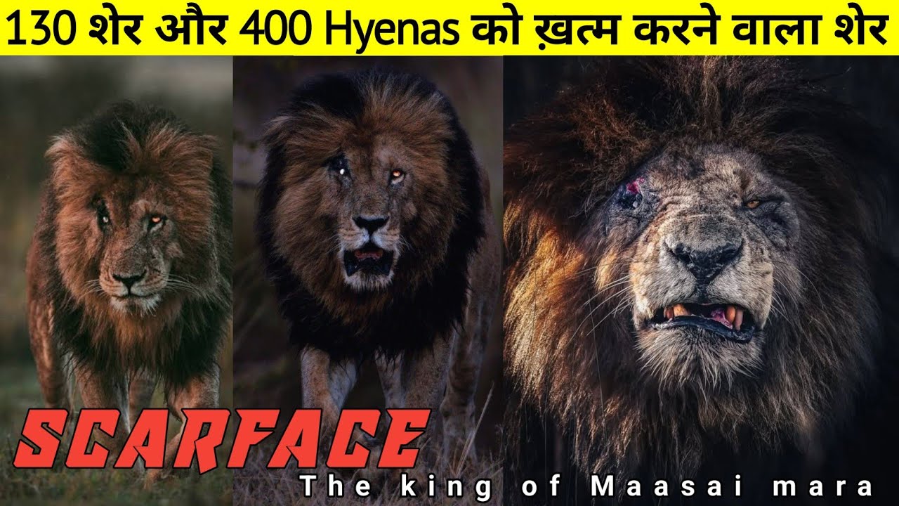 इस शेर ने मारें थे 130 शेर और 400 Hyenas || The True Story Of Scarface Lion ||