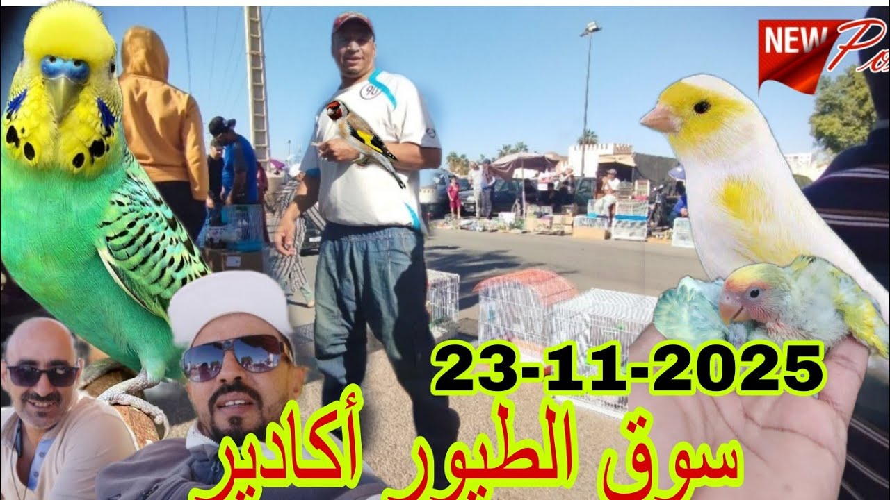 الجديد من سوق الطيور أكادير ليوم الأحد 23/11/2025+للتعرف على الأثمنة و الطفرات 🦜