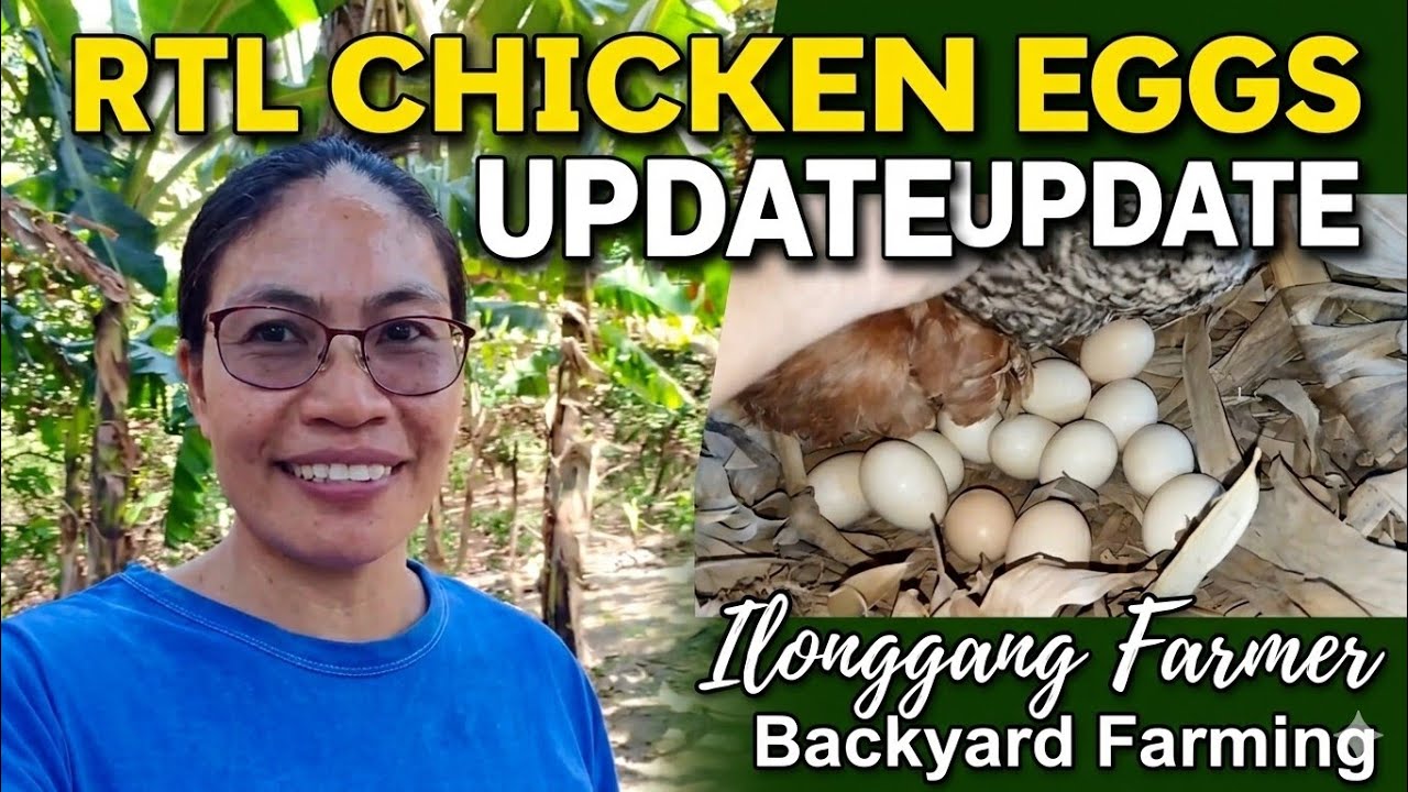 RTL Chicken Farm Update | Fresh Eggs, New Chicks & Backyard Farming Life #backyardfarming #rtl