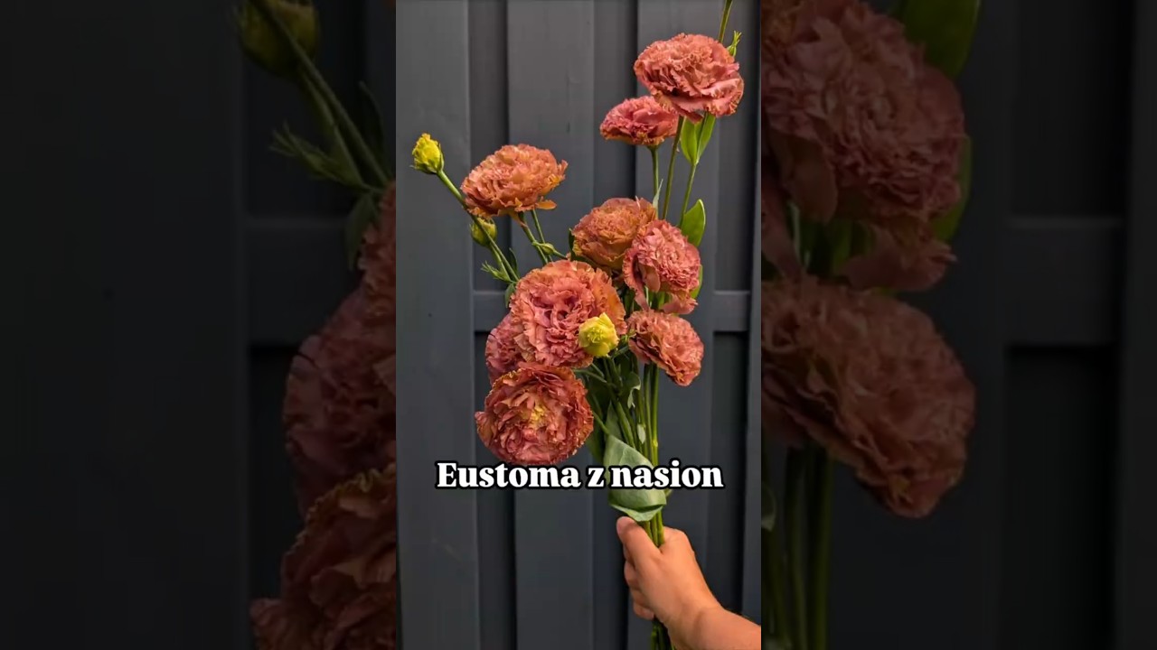 Eustoma z nasion #eustoma #uprawaznasion #wysiewkwiat&oacute;w #ogrodnictwo