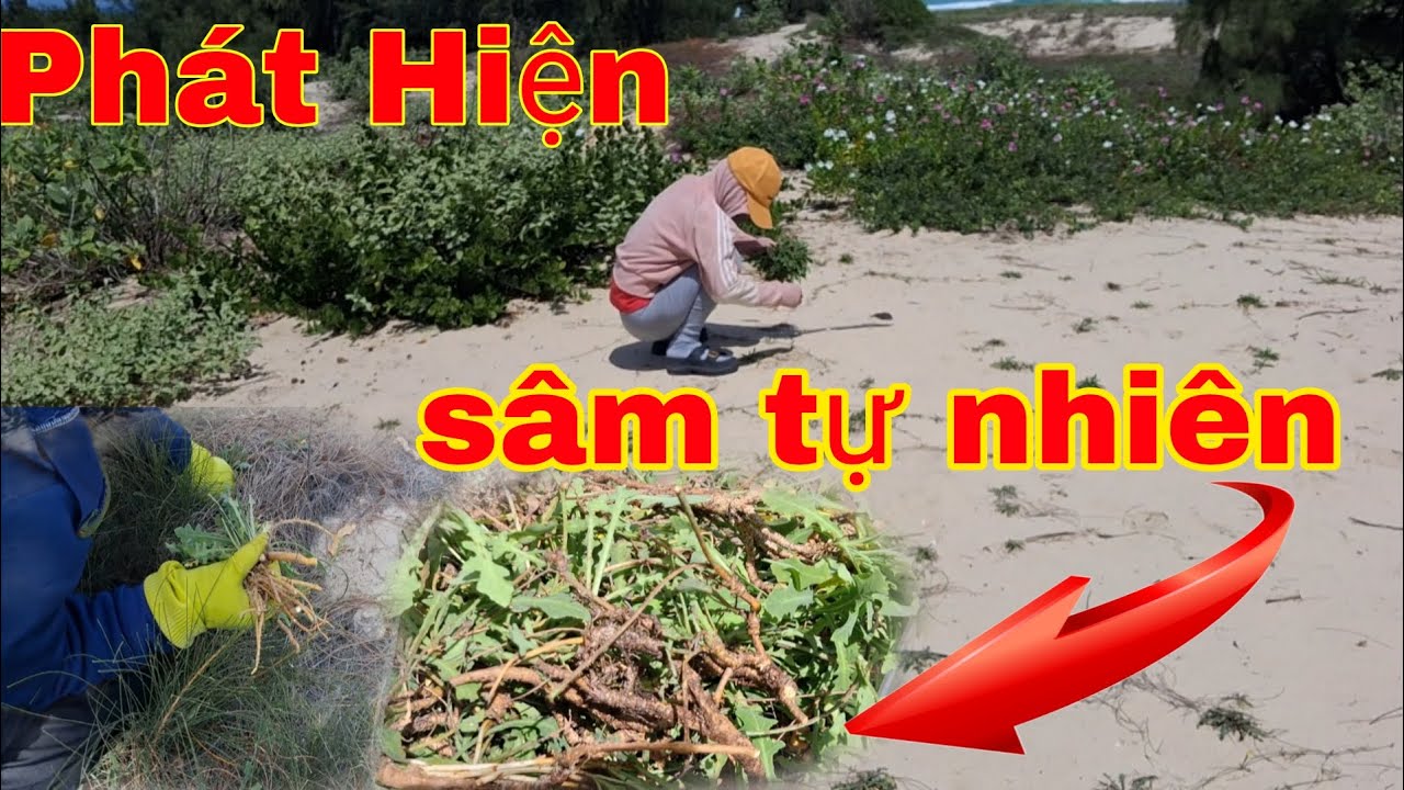 Loài sâm quý được phát hiện mọc tự nhiên 
