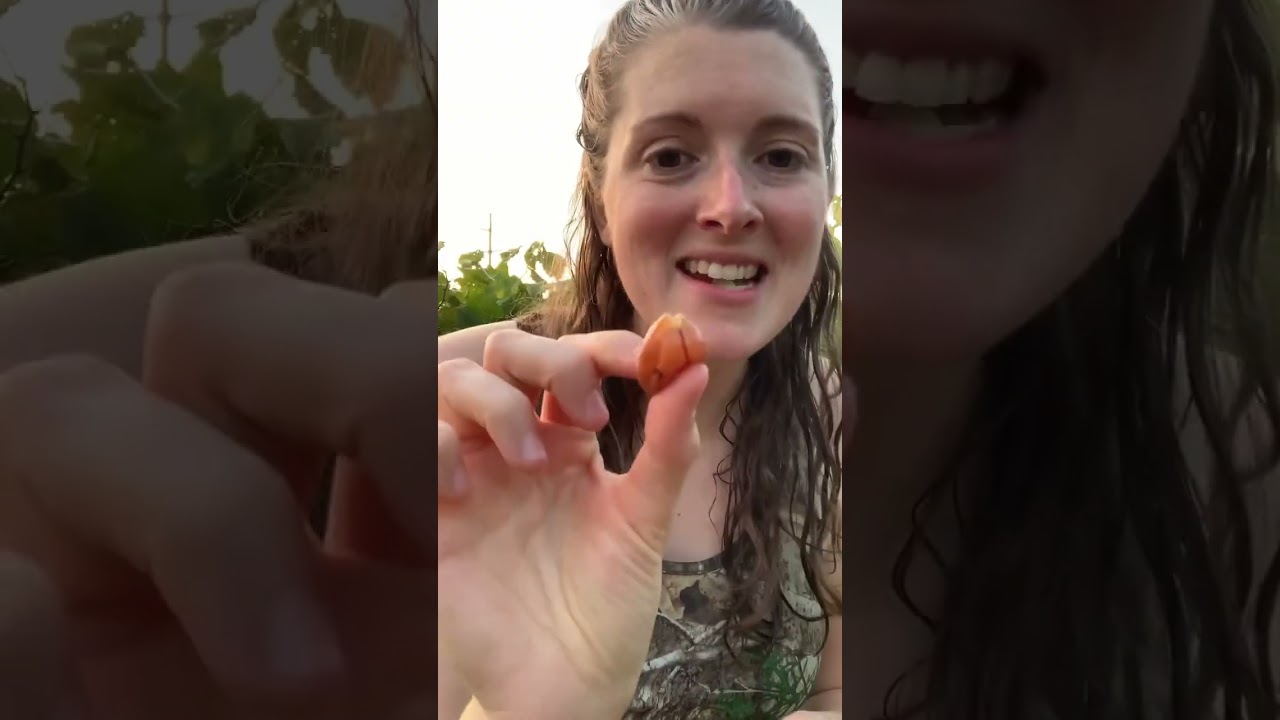 Eating muscadines! Check out full video on my page. #shorts #muscadines