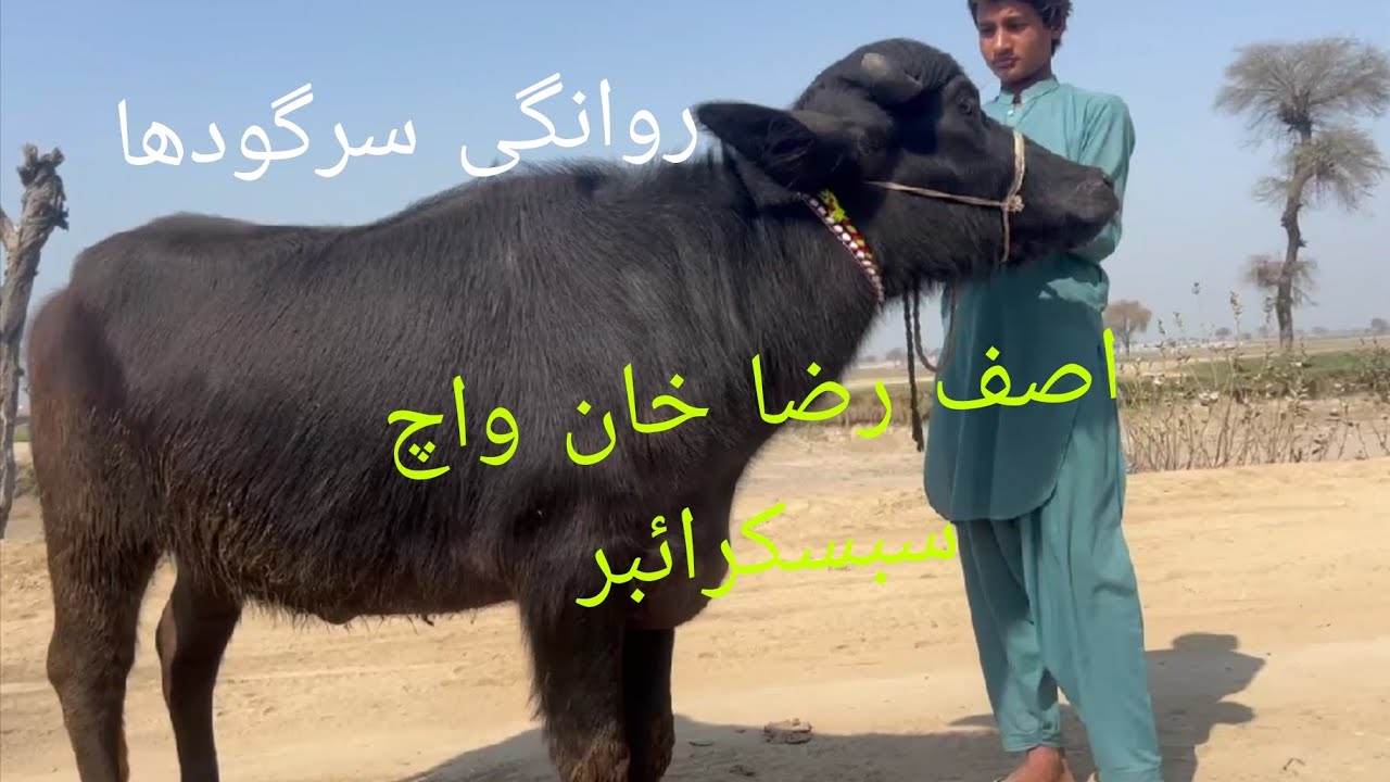 واچ سبسکرائبر بھائی اصف رضا خان رووانگی سرگودھا 03090760864