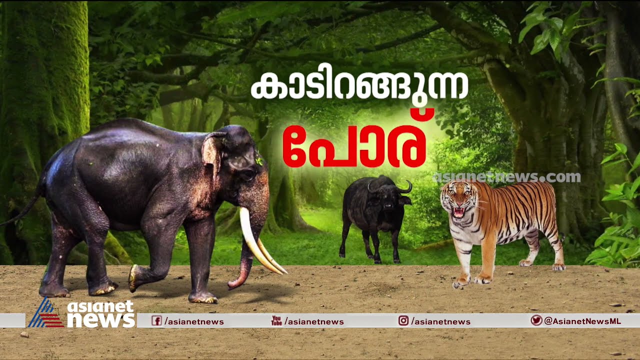 വയനാട്ടിൽ കാട്ടാനക്കൂട്ടങ്ങളിറങ്ങുന്നത് പതിവ് ;10 വർഷത്തിനിടെ പൊലിഞ്ഞത് 38 ജീവൻ|Wild Elephant Attack