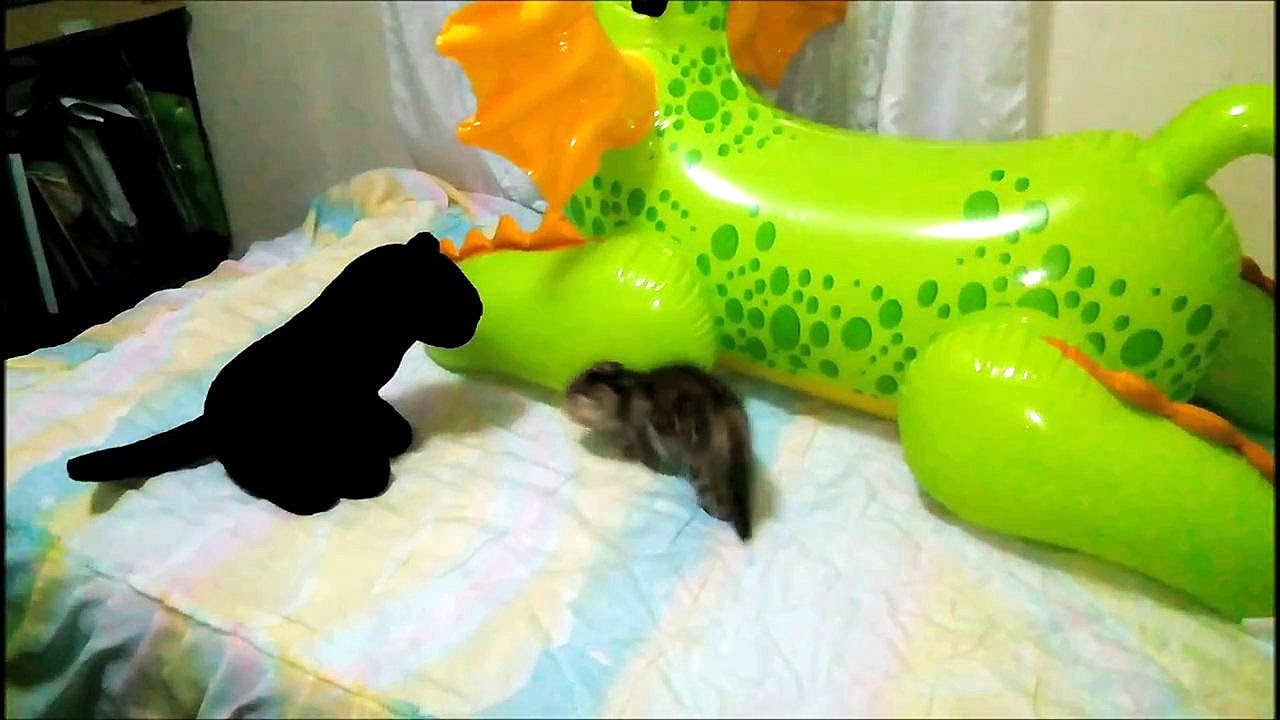 hermosa  gatita que lucha contra una pantera de peluche