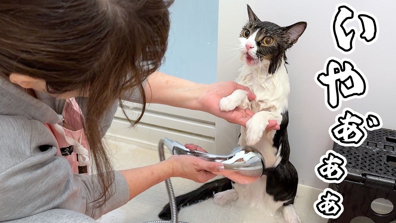 お風呂嫌いな猫をプロがシャンプーしたら別人になってしまいました…w