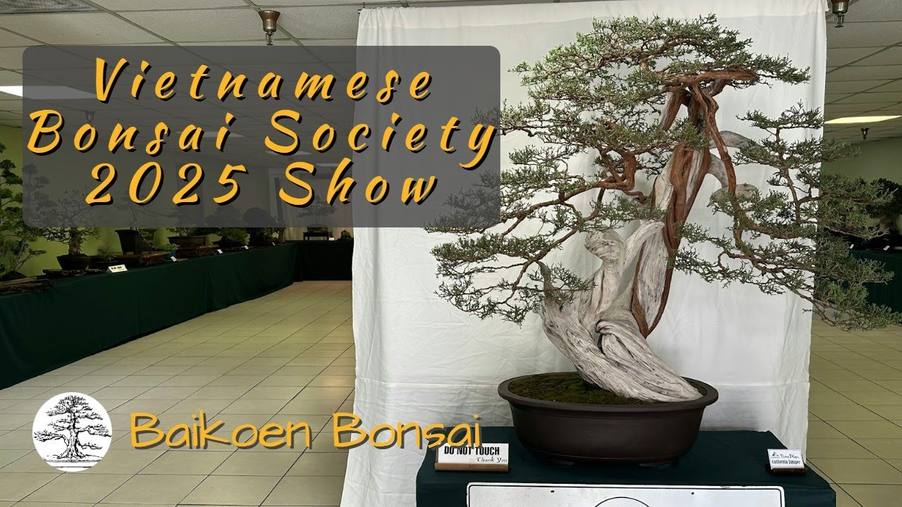 26th Annual Vietnamese Bonsai Society 2025 Show - Bonsai Exhibition/Show - Baikoen Bonsai Club