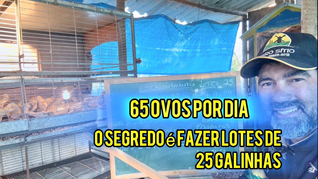 COMEÇANDO COM POUCO DINHEIRO | CRIAÇÃO DE 100 GALINHAS