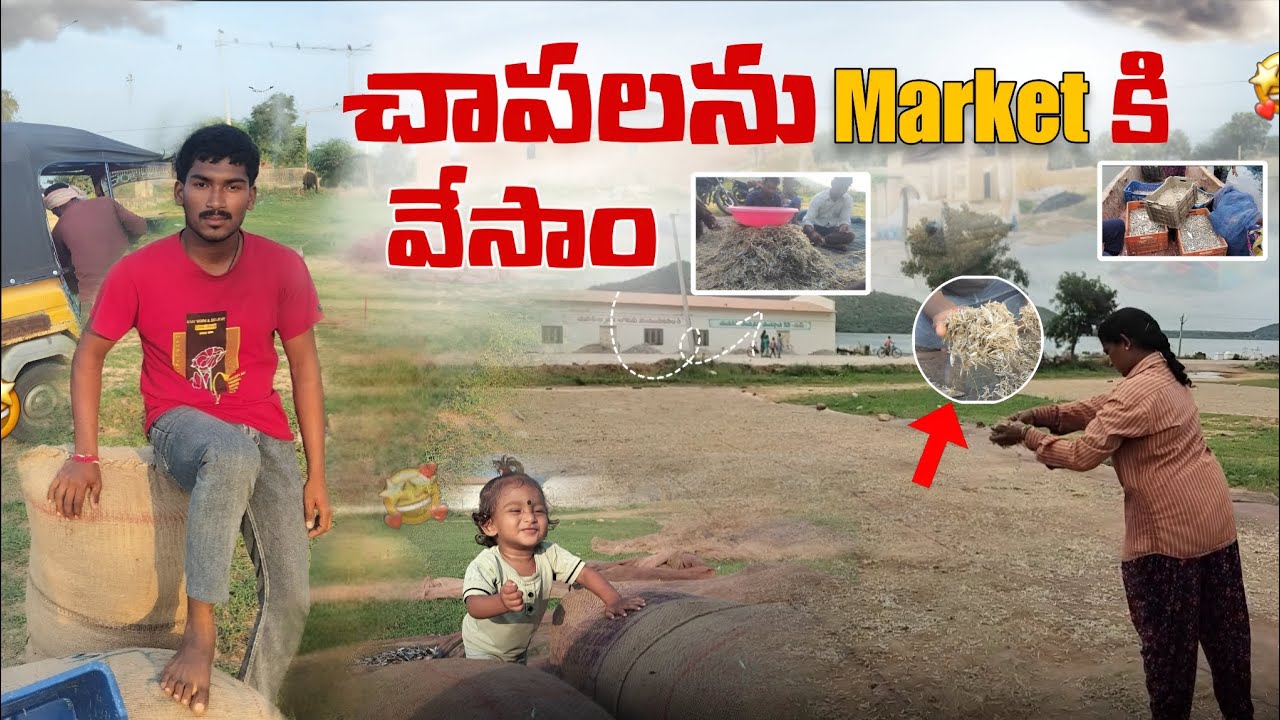 మాకు పడ్డ చాపలను మార్కెట్ ఆలా వేసామో చుడండి 🤩 || selling our fishes to the market #fish #vlogs #yt