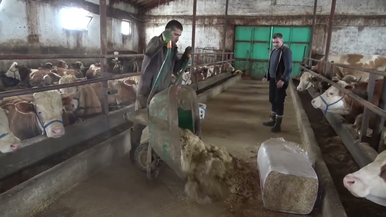 Ağrı’da yetiştiriciye devlet desteği