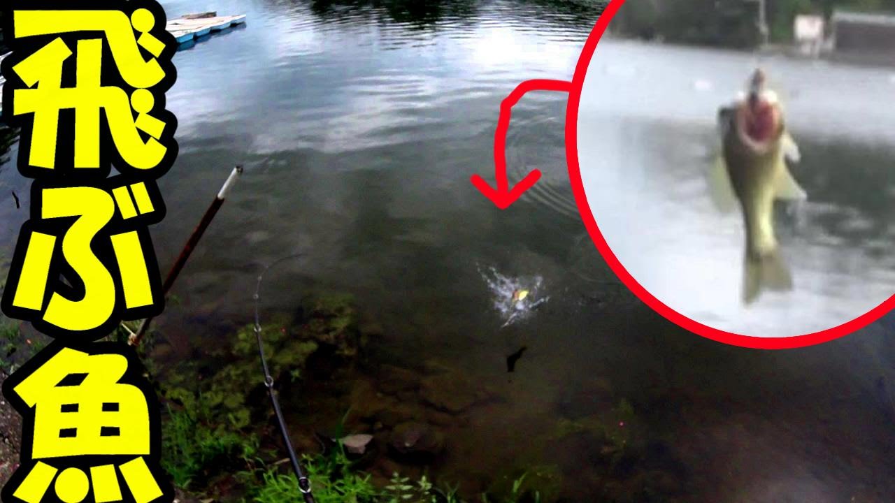 【バス釣り】空飛ぶ魚！秋の荒食いはじまりか！？と最後にどうやって釣ったのか解説！