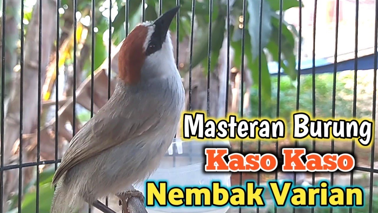 BURUNG MASTERAN KASO KASO JANTAN GACOR VARIAN