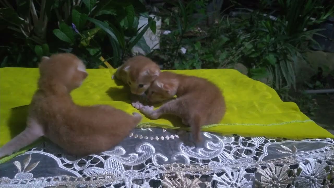 Cute and funny antics of Mici, Meci & Moci #cat #cute #funny #fyp 