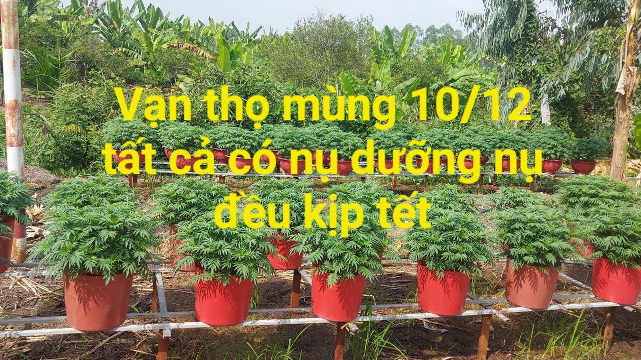 Chia sẽ giai đoạn tưới phân thúc nụ vạn thọ bị trễ nở kịp tết