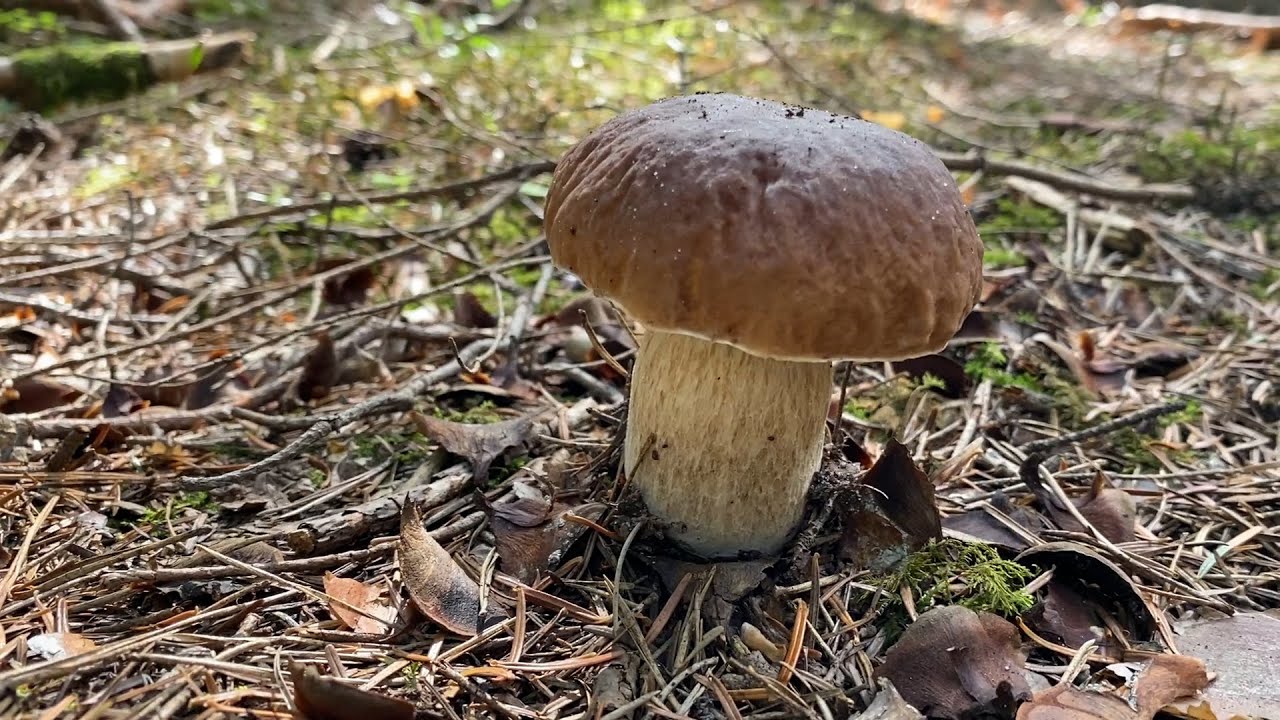 GRZYBOBRANIE Z PIĘKNYMI PRAWDZIWKAMI ORAZ MASĄ PODGRZYBKÓW