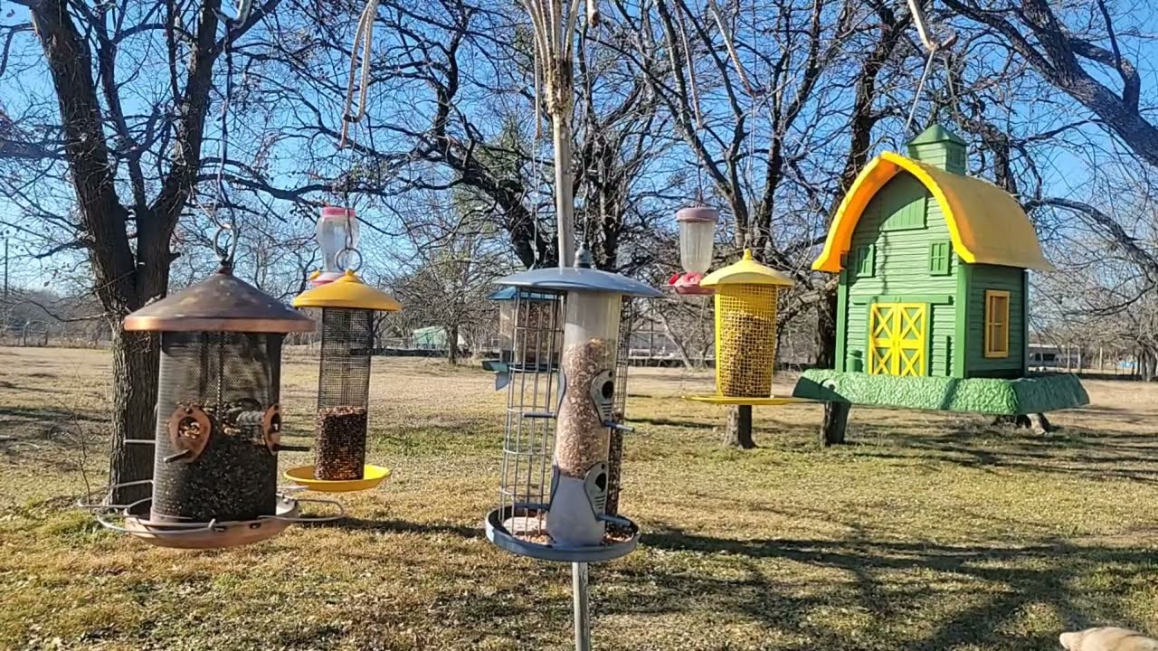 Bird feeders. Feeding Birds. @Wide Open Transit Farm