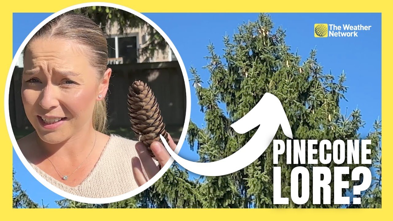 Testing Weather Lore: Do Higher Pinecones Mean a Snowier Winter?