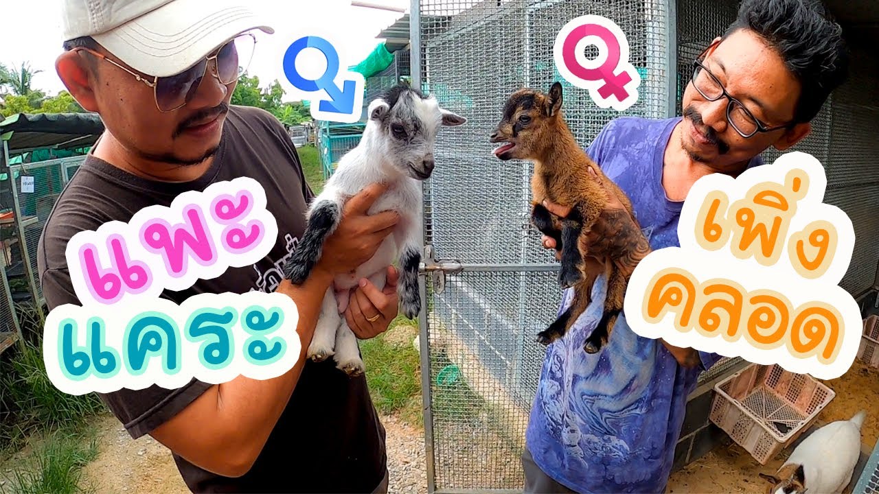 แพะแคระ Mini Pygmy Goats
