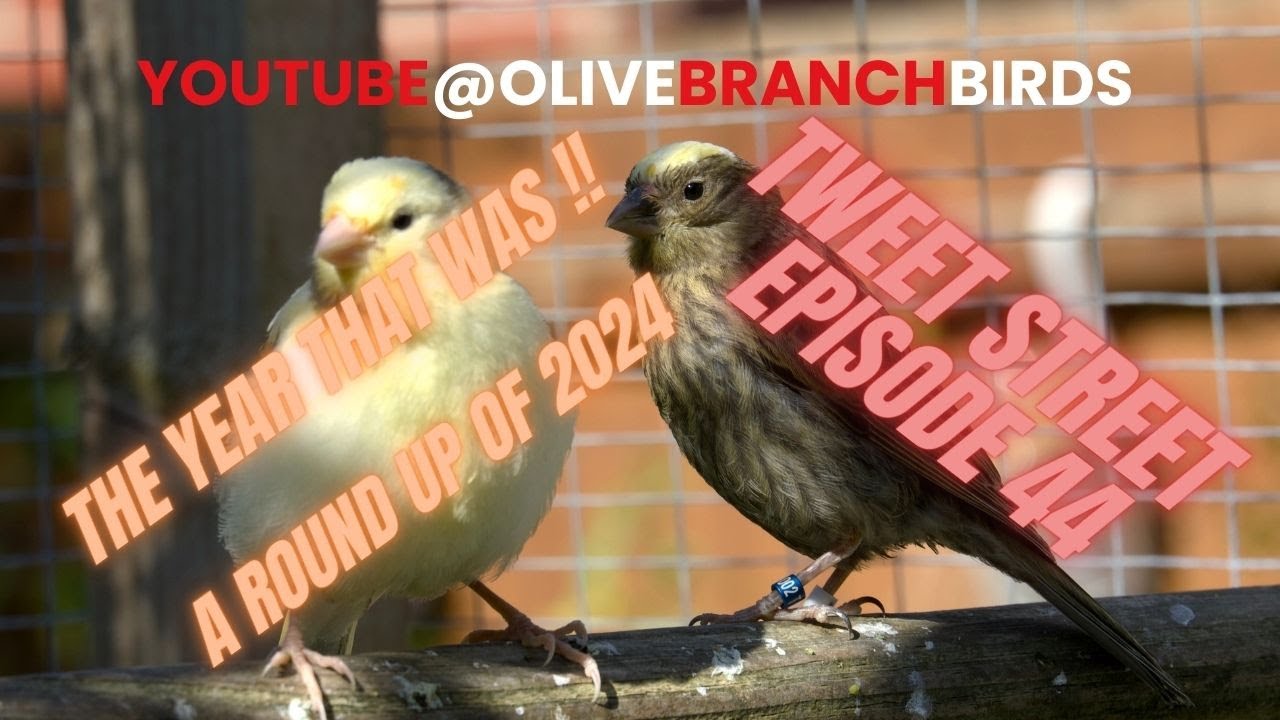 Tweet Street Episode 44 - end of year - Keeping and breeding Lizard Canaries.