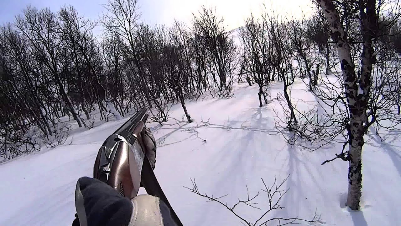 Vinterjakt rype / ripa 2015