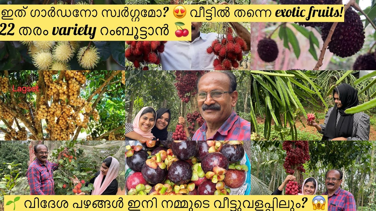 22 തരം റംബൂട്ടാൻ variety 😱Nature lovers, ഈ വീഡിയോ മിസ് ചെയ്യരുത് 🍒#rambutan #garden #vlog #nature 