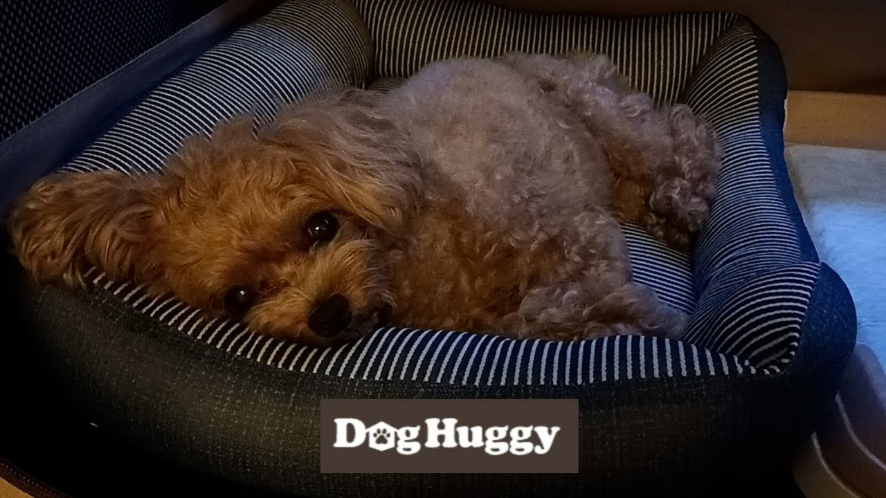 トイプードルのシェリちゃん【DogHuggy お預かり動画‎´•ﻌ•`🐾】