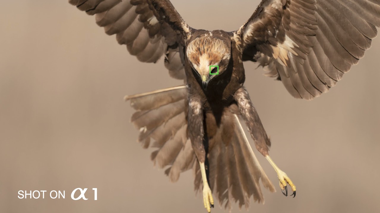 AF TEST SONY &alpha;1/ Real-time Eye AF for birds, Marsh Harrier, 37 Photos