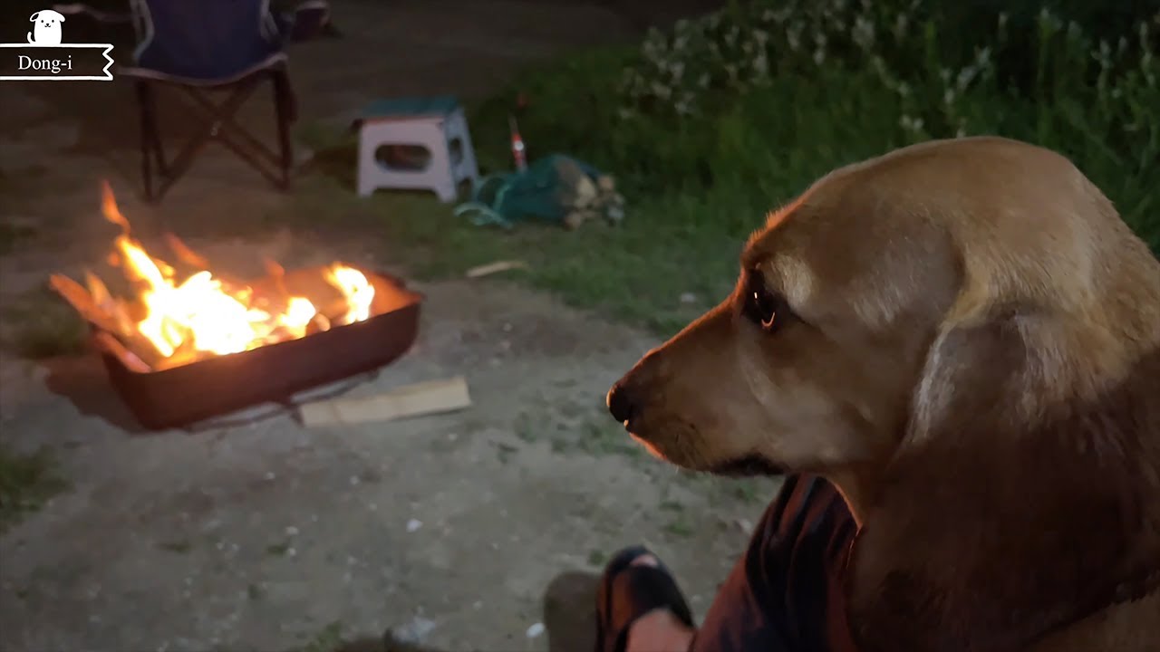 Beach camping with a dachshund