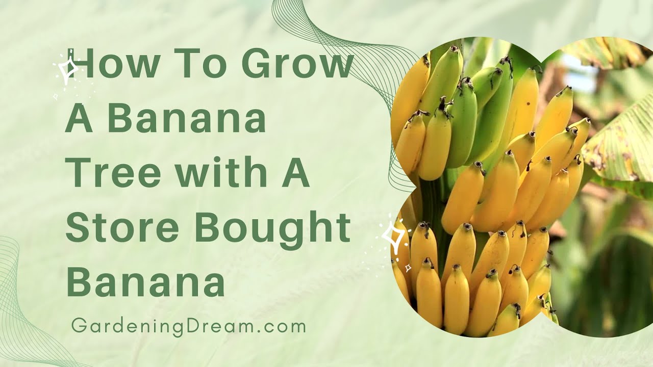 How to Grow a Banana Tree with a Store Bought Banana