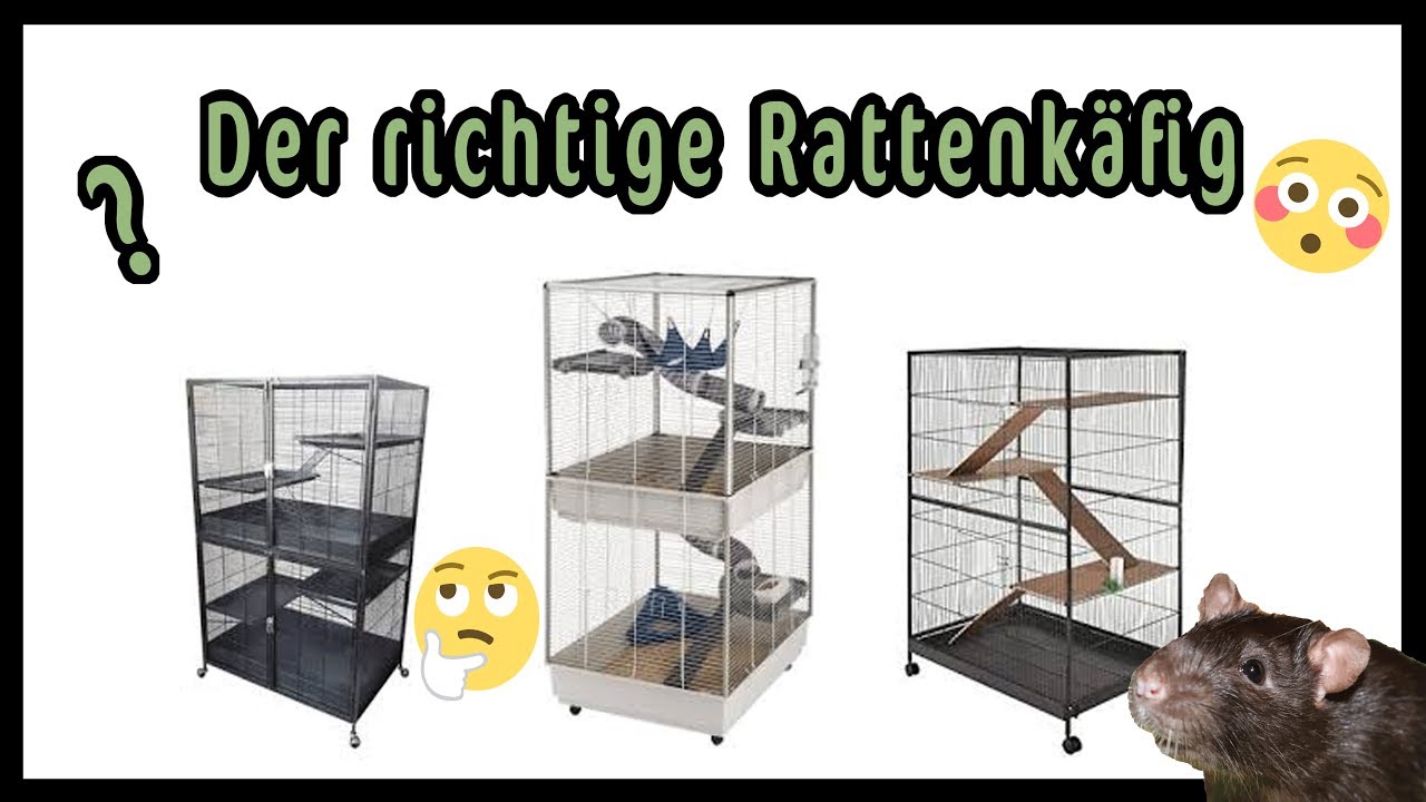Tierisches Wissen: So findest DU den richtigen Rattenk&auml;fig