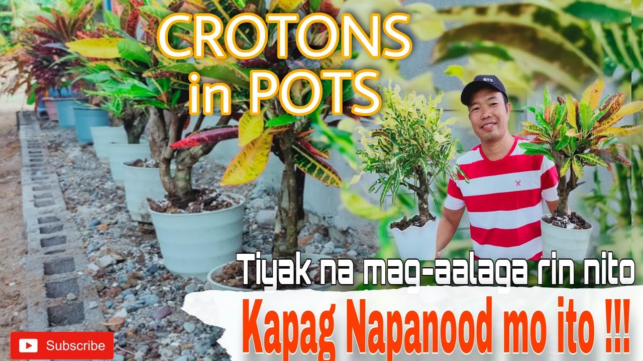 Gusto mo na rin Mag- alaga ng Crotons in Pots Kapag Napanood mo ito. | Crotons Planting Tips