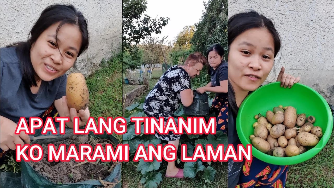 TANIM KUNG POTATOES ANIHIN NA NATIN