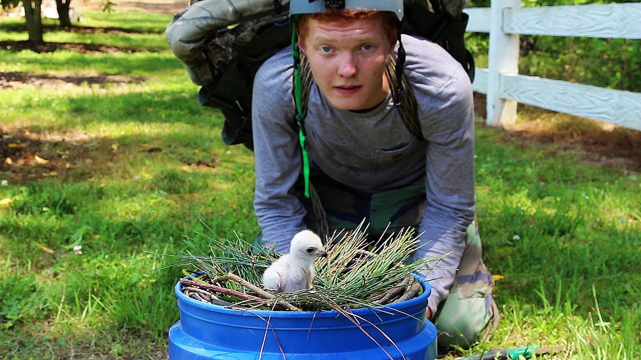 Taking an Eyass Cooper's Hawk for Falconry: The Beginning of a Journey